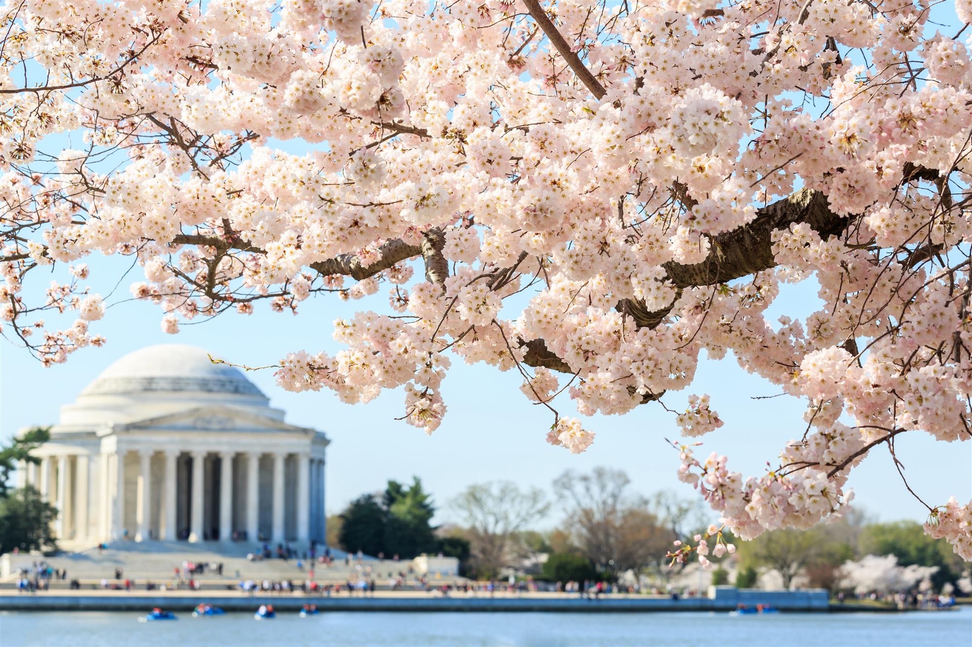DC Cherry Blossom 2024
